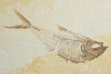 Fossil Fish Plate With Diplomystus & Knightia - Wyoming #245021-1
